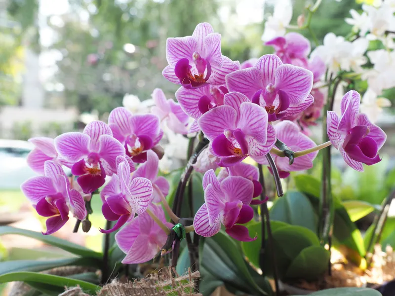 Cum provocăm înflorirea orhideei cu ajutorul usturoiului?