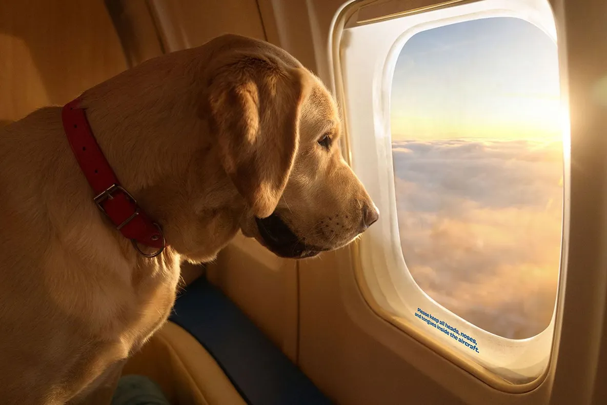 BARK Air, prima companie aeriană din lume dedicată câinilor, a operat primul zbor
