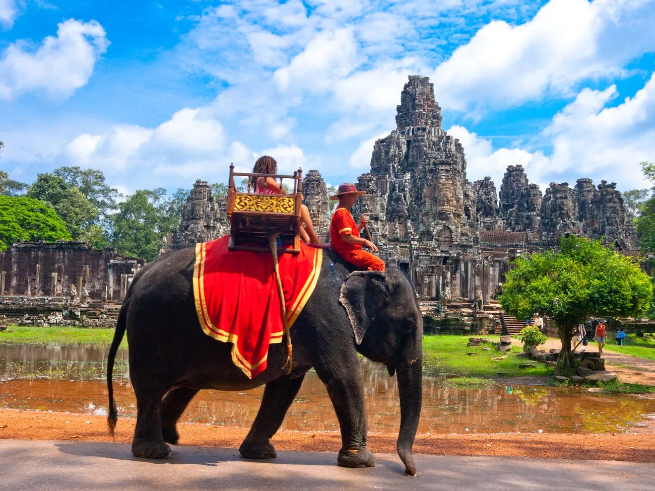 elefant