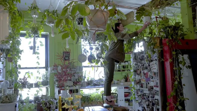 House Plants