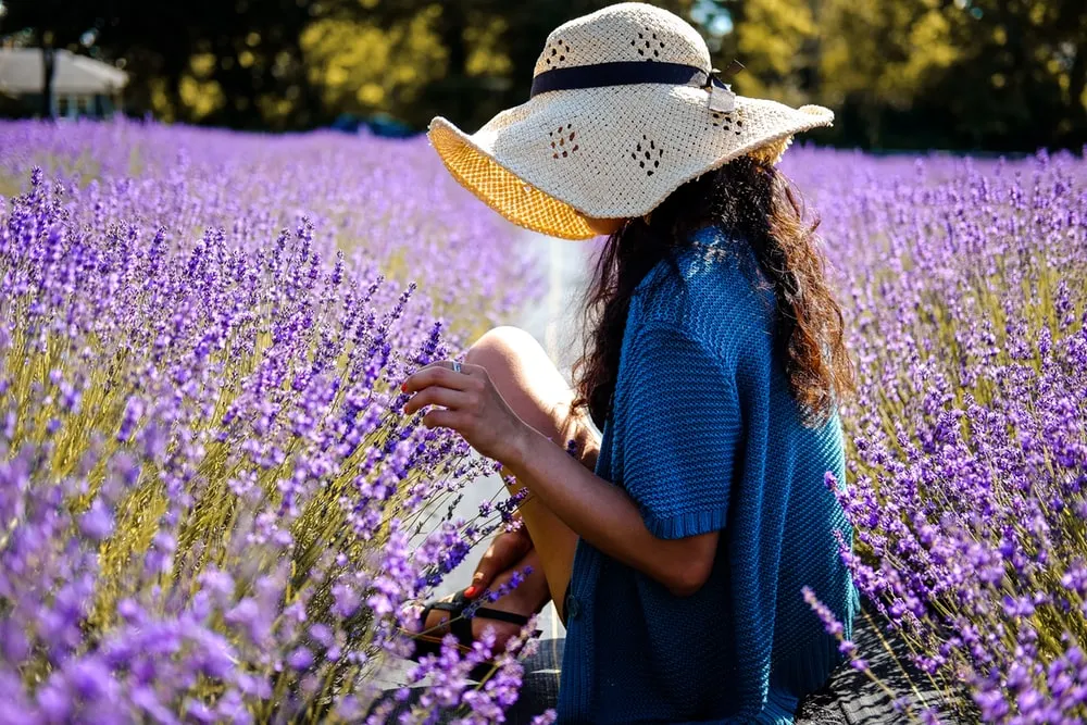 lavanda