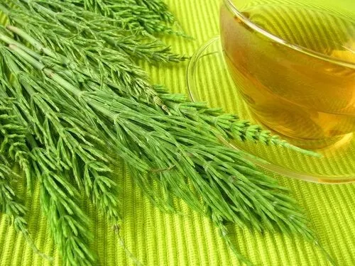 coada calului