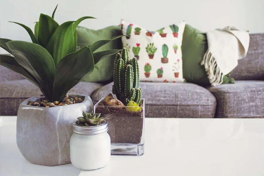 cactus