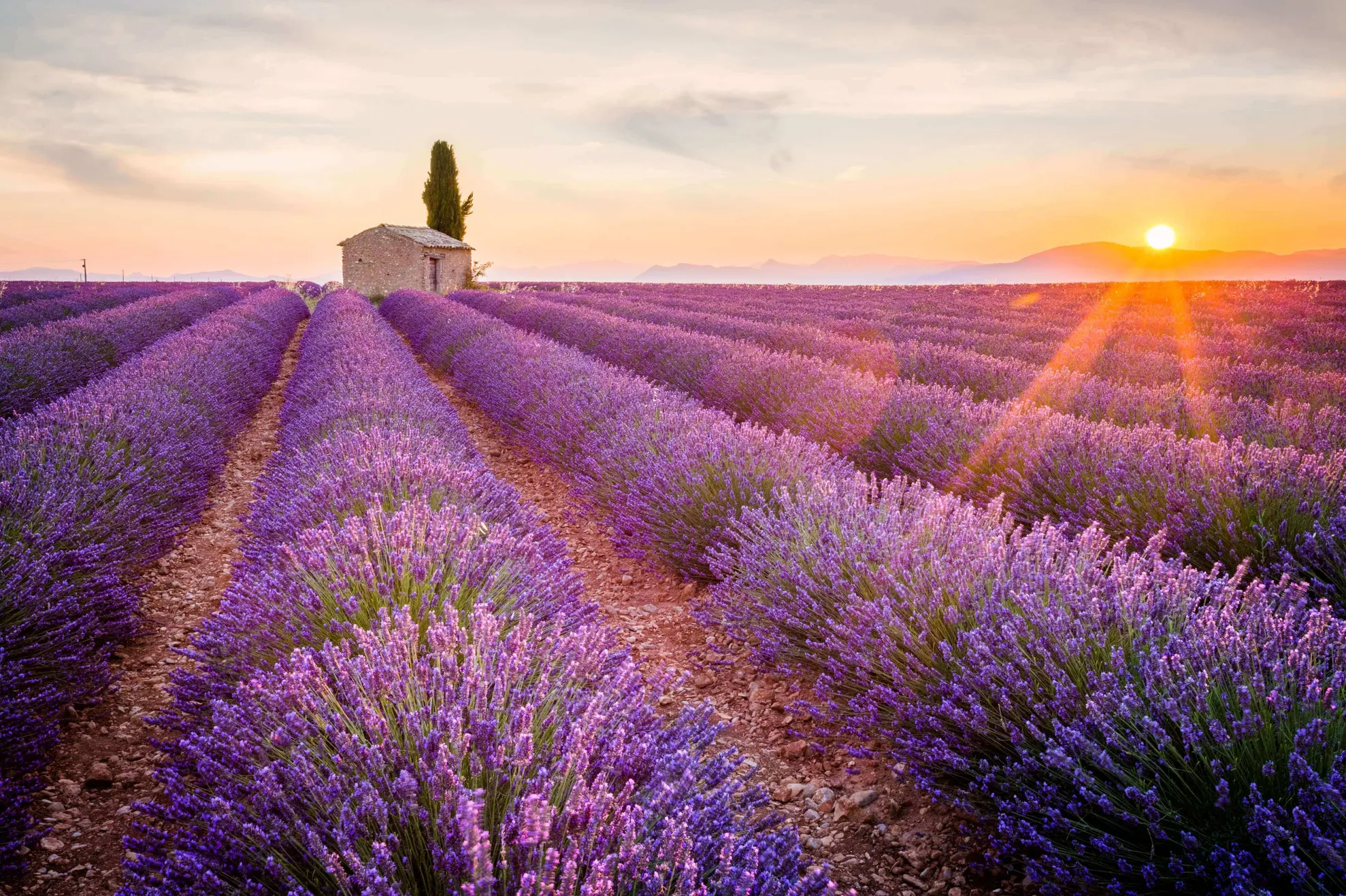 lavanda