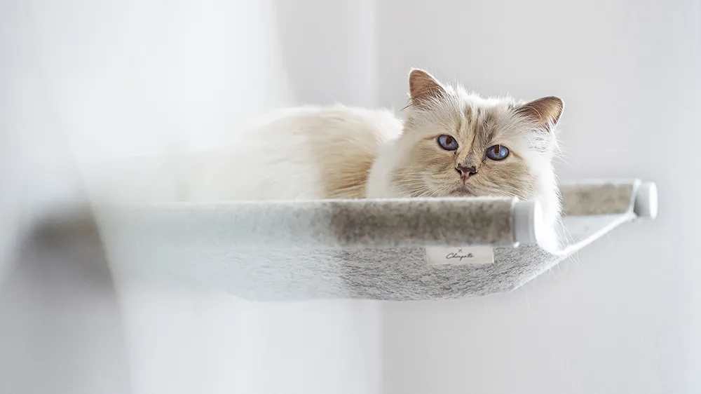 Choupette