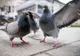 Până și porumbeii au influencerii lor
