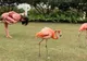Într-o stațiune din Bahamas faci yoga cu 4 păsări flamingo