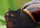 Pisici, pisici, peste tot pisici – abordarea felină a lumii de către o artistă