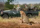 Turismul din Africa mizează pe tururi virtuale de safari ca să iasă din criză