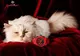 Choupette, starul celei mai noi campanii Hublot